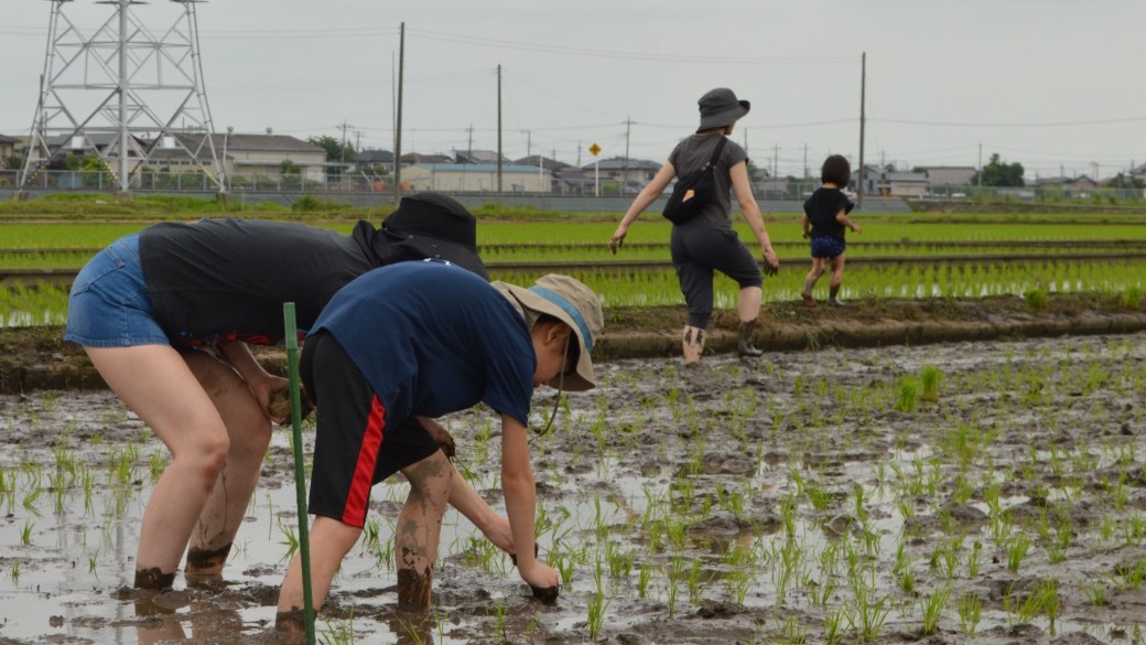 つくばみらい市_田植え体験